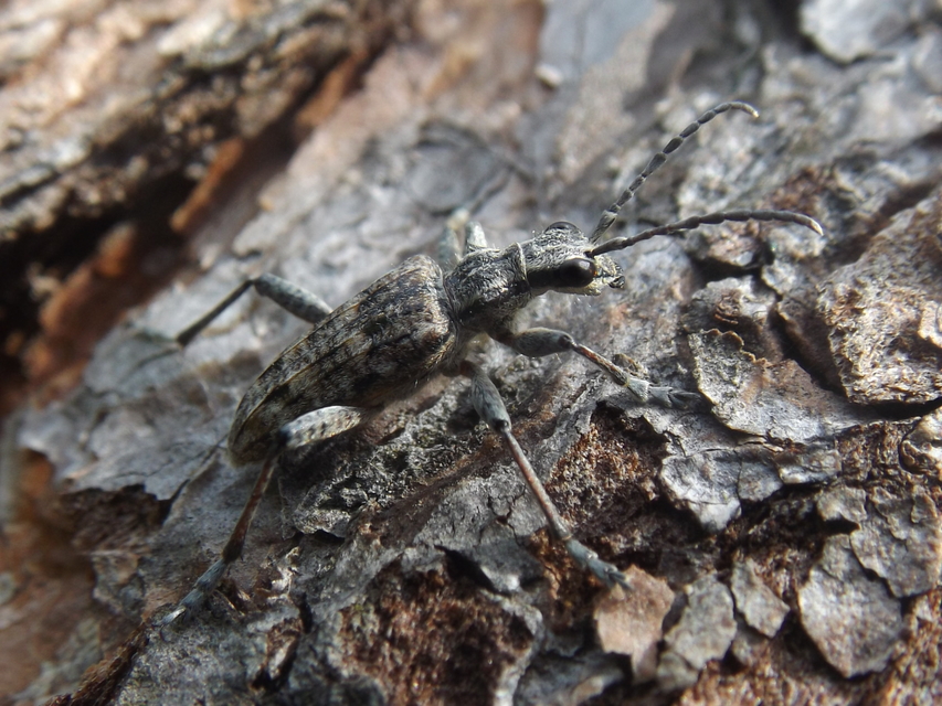 Rhagium inquisitor - fenyves-tövisescincér