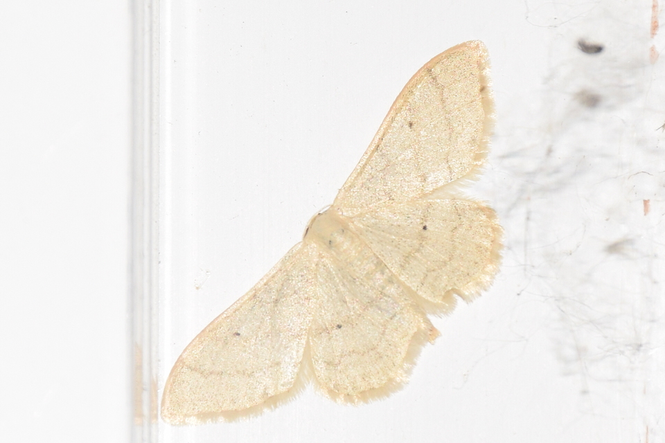 Idaea straminata - szalmasárga sávosaraszoló