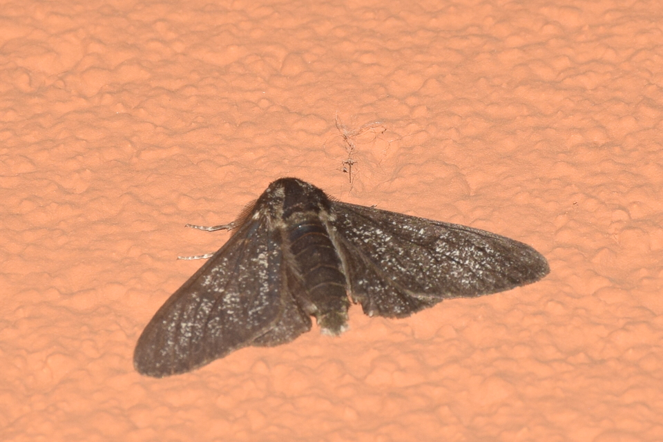 Biston betularia - szürkepettyes araszoló