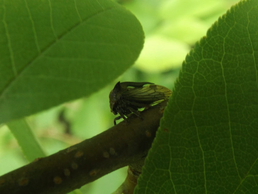 Centrotus cornutus - szarvaskabóca
