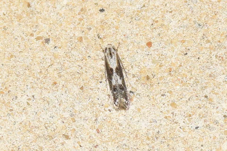Blastodacna