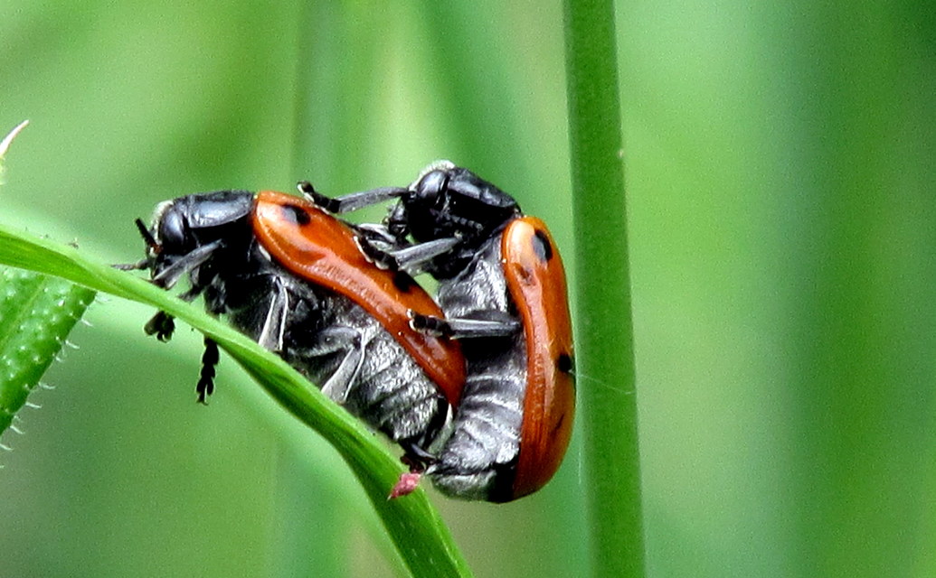 Clytra quadripunctata - négyfoltos zsákhordóbogár