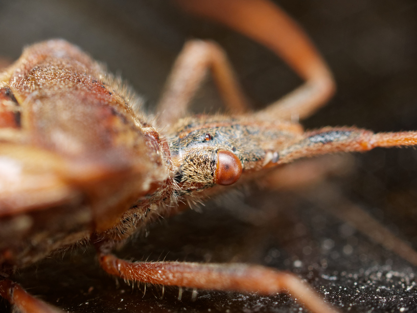 Leptoglossus occidentalis - nyugati levéllábú poloska