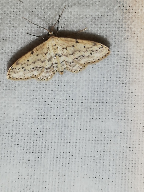 Idaea seriata - szürke apróaraszoló