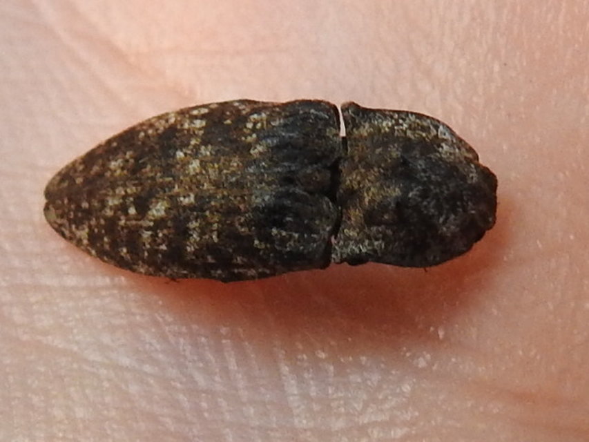 Agrypnus murinus - egérszínű pikkelyespattanó