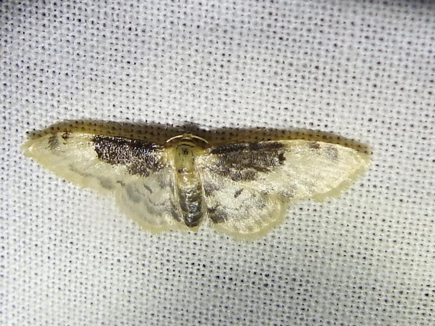 Idaea filicata - sötéttövű apróaraszoló