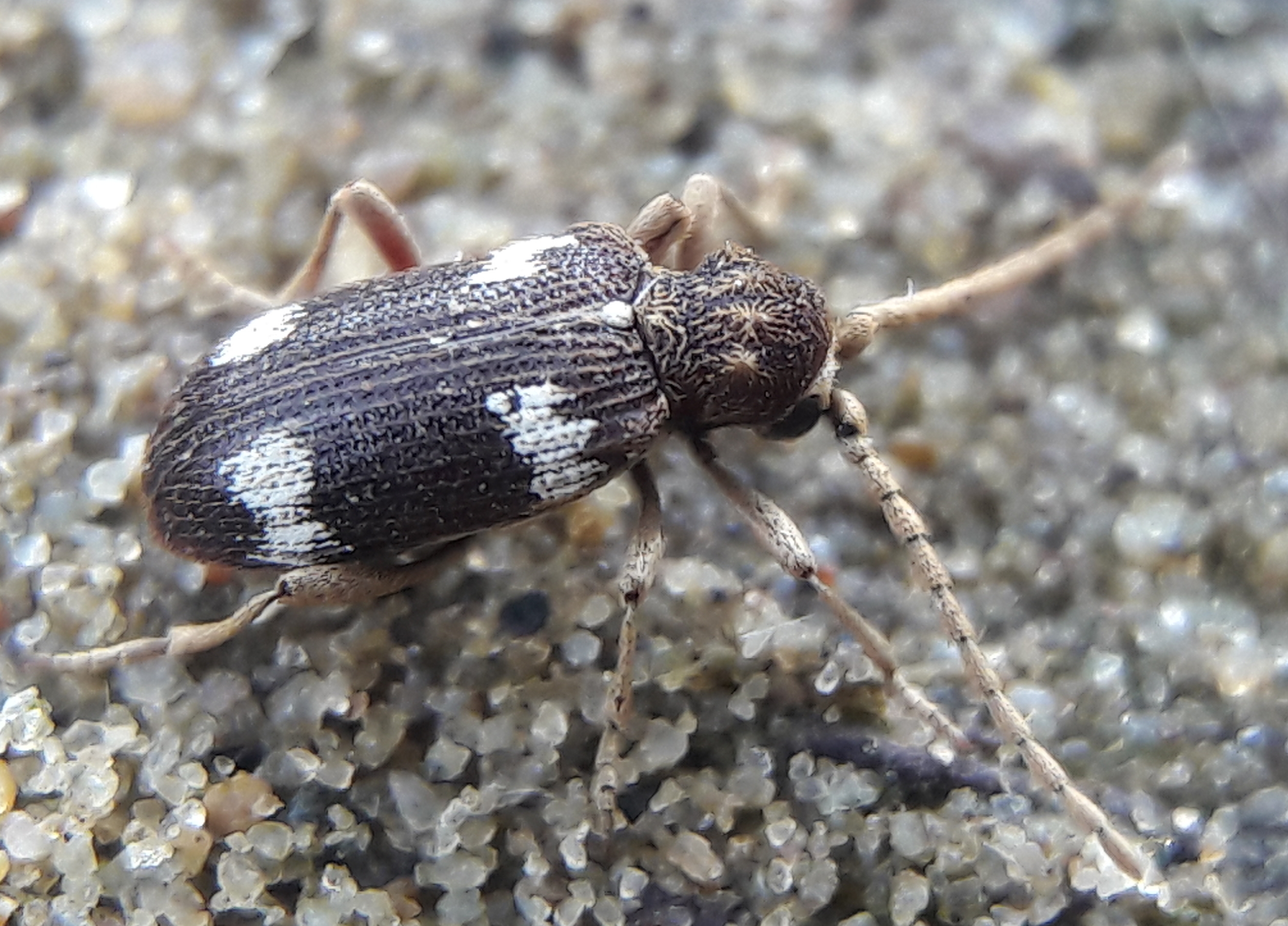 Ptinus sexpunctatus - hatfoltos tolvajbogár