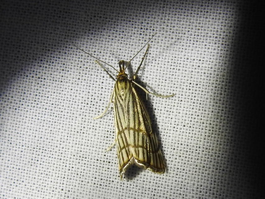Chrysocramboides craterella - rácsos fűgyökérmoly
