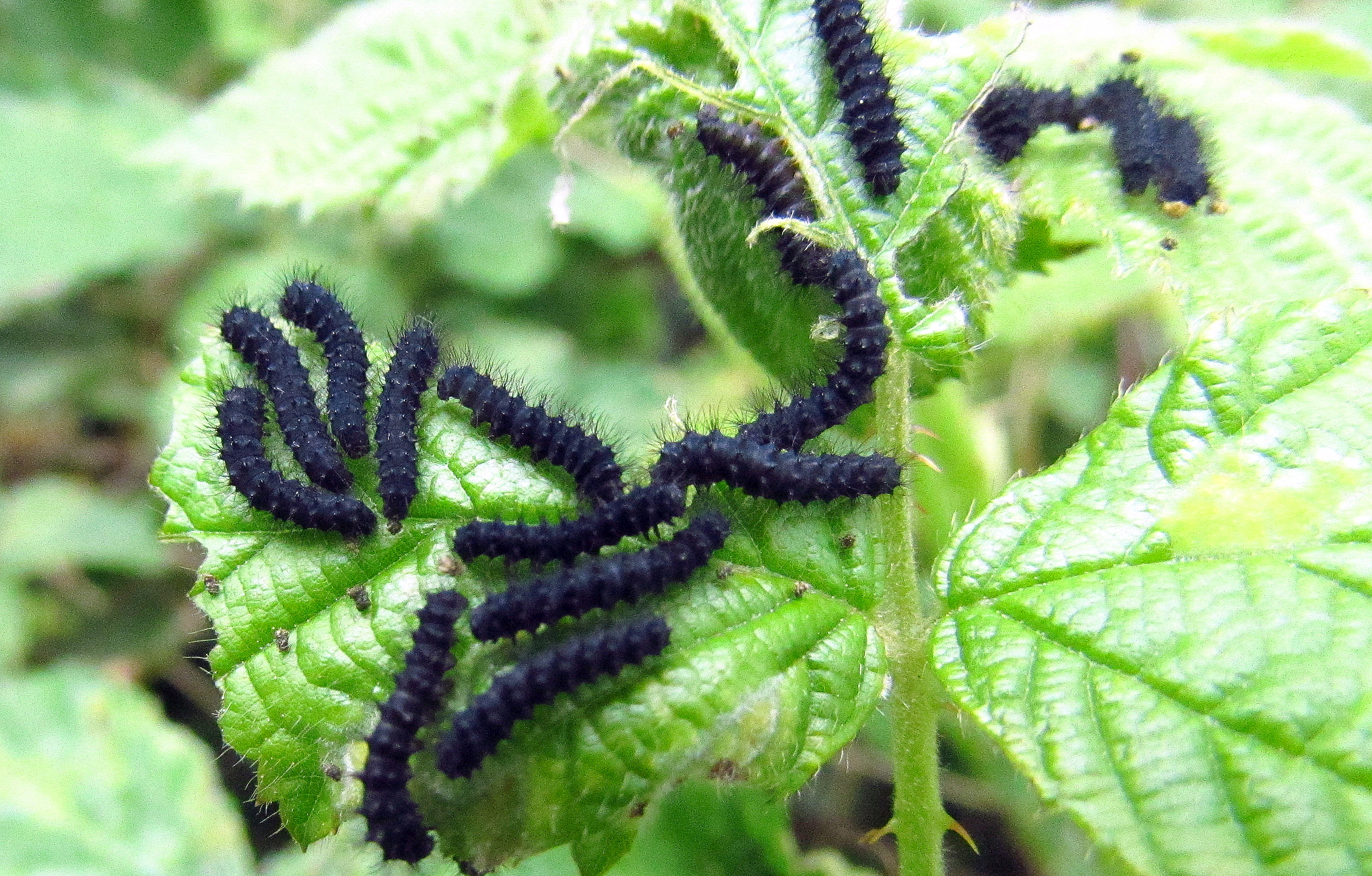 Saturnia pavoniella/pavonia