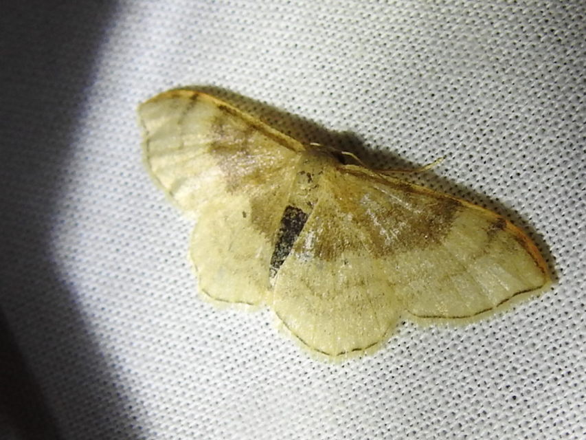 Idaea degeneraria - barnasávos araszoló