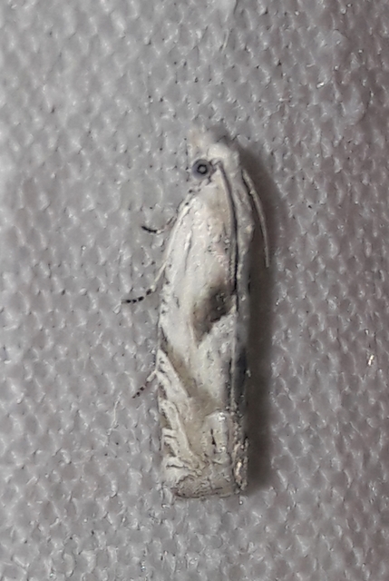 Eucosma metzneriana - ürömgyökér-tükrösmoly