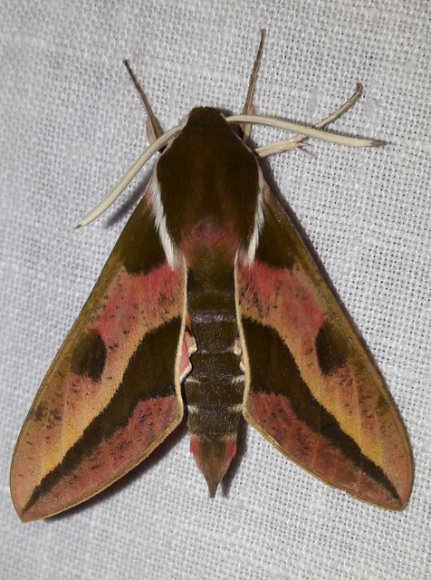 Hyles euphorbiae - kutyatejszender