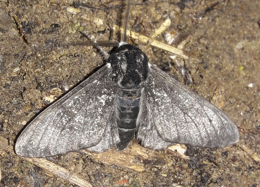 Biston betularia - szürkepettyes araszoló