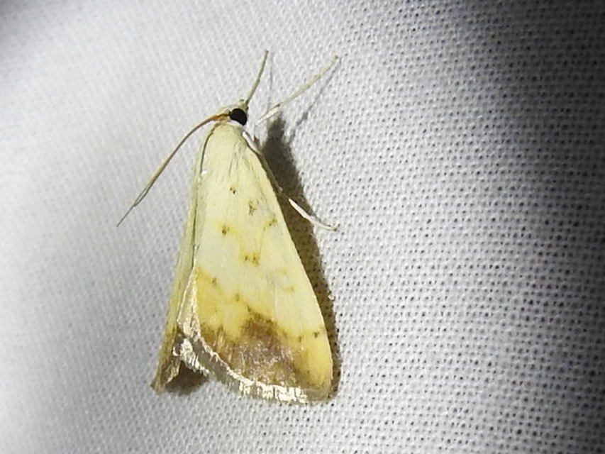 Evergestis extimalis - kerti dudvamoly