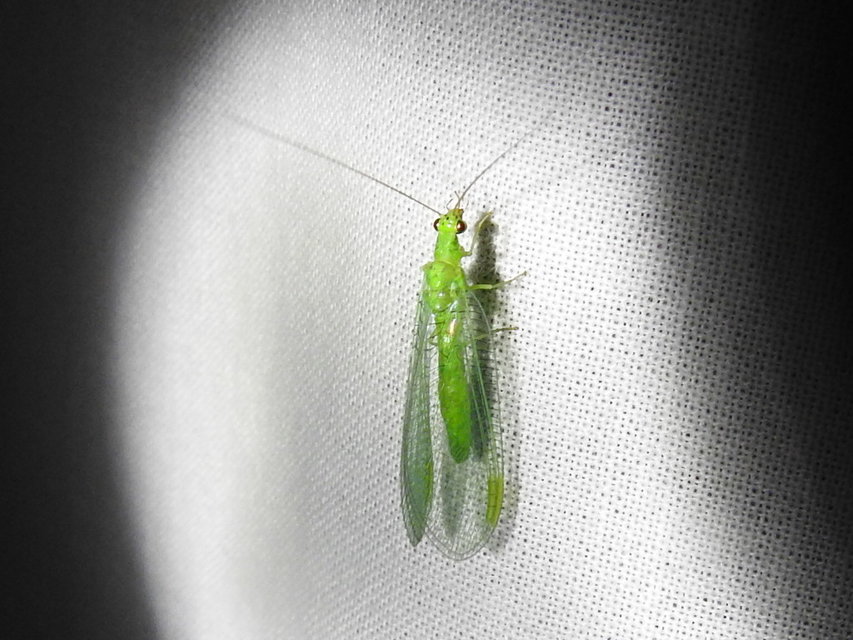 Chrysopidae - zöldfátyolkák