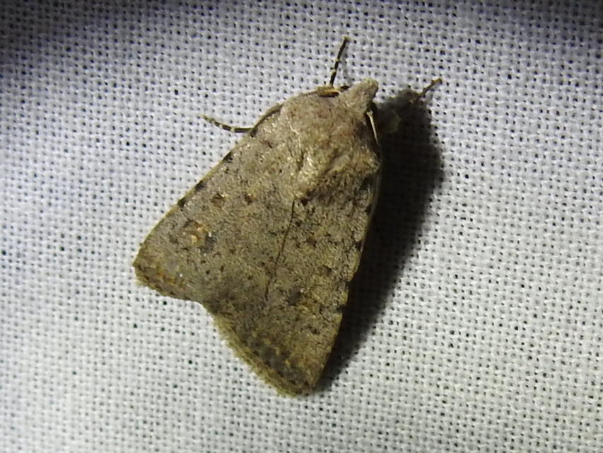 Paradrina clavipalpis - közönséges selymesbagoly