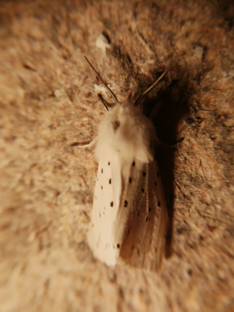Spilosoma lubricipedum - tejszínű medvelepke