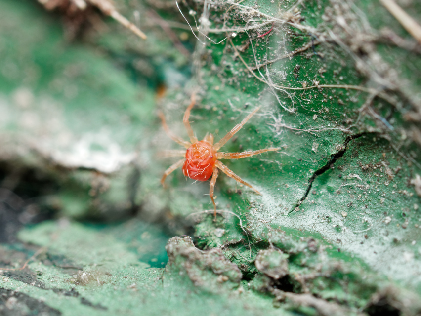 Anystidae