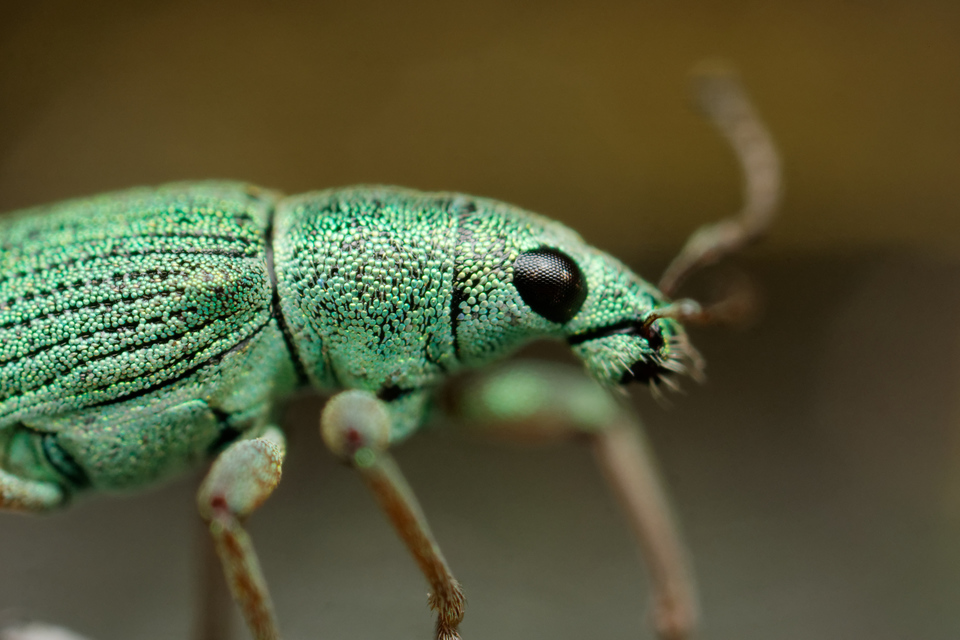 Polydrusus formosus - selymes lombormányos