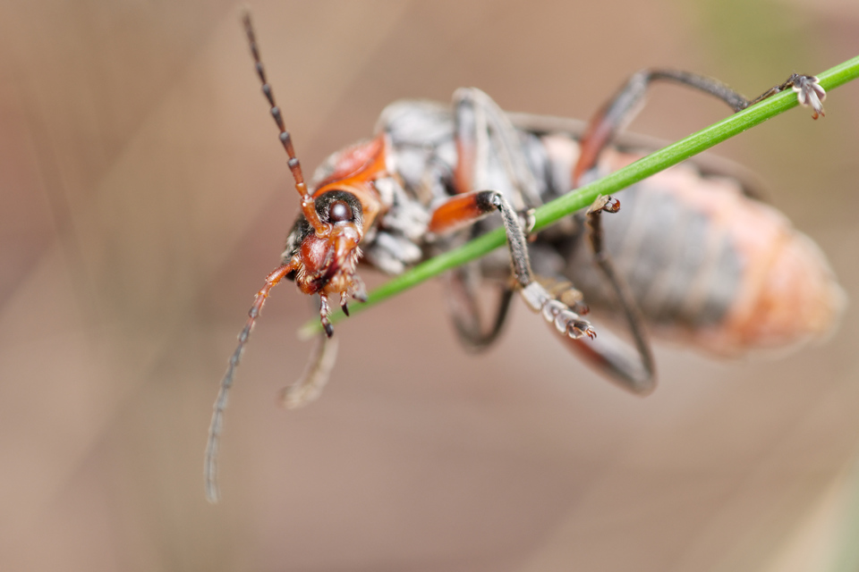 Cantharis rustica - suszterbogár