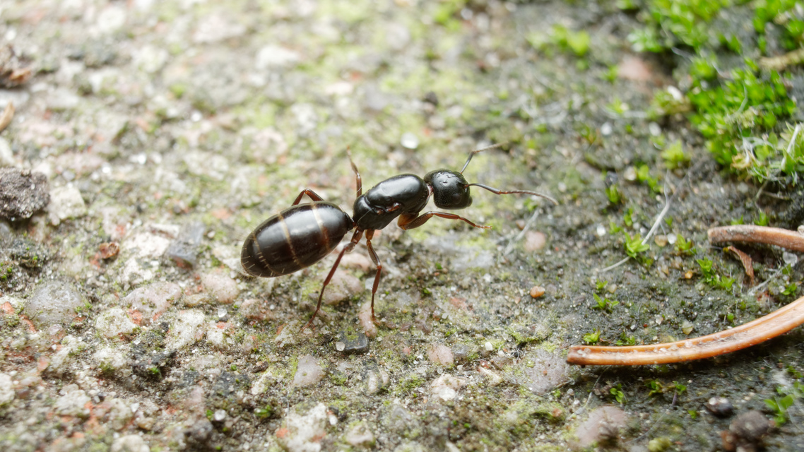 Camponotus fallax - ligeti lóhangya