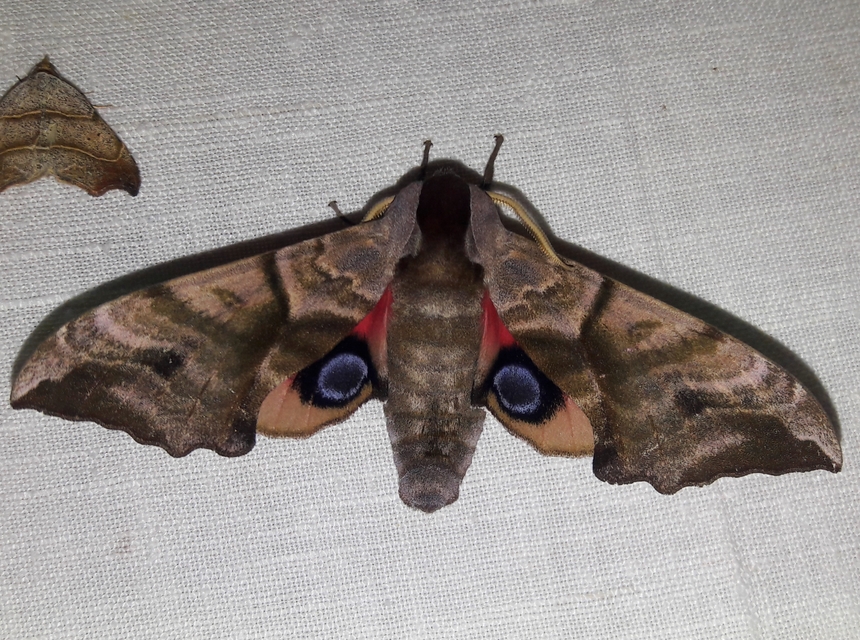 Smerinthus ocellatus - esti pávaszem