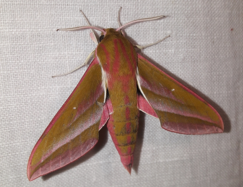 Deilephila elpenor - szőlőszender