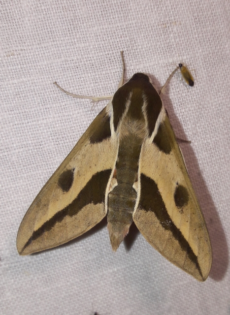 Hyles euphorbiae - kutyatejszender