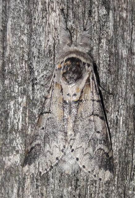Furcula furcula - szürke púposszövő