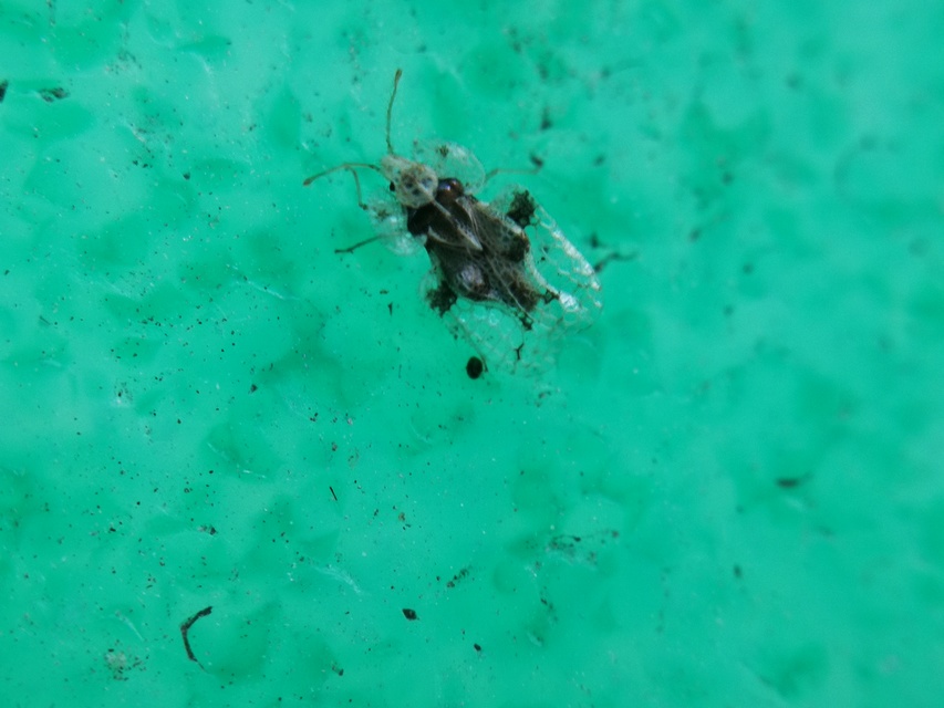 Corythucha arcuata - tölgy-csipkéspoloska