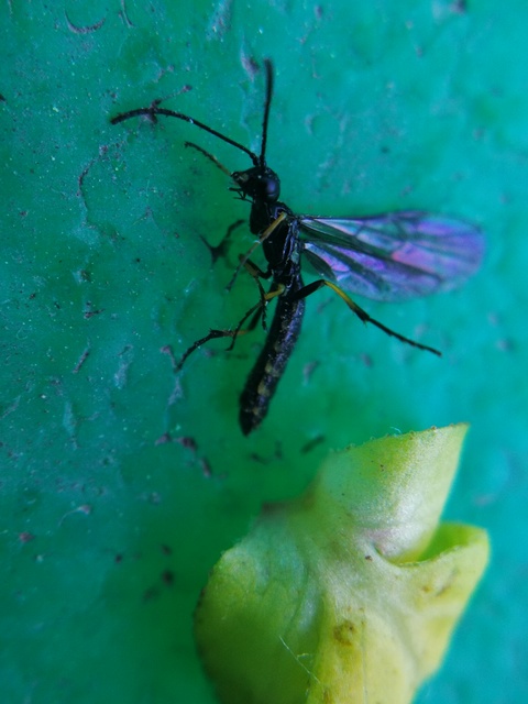Cephidae - szalmadarazsak
