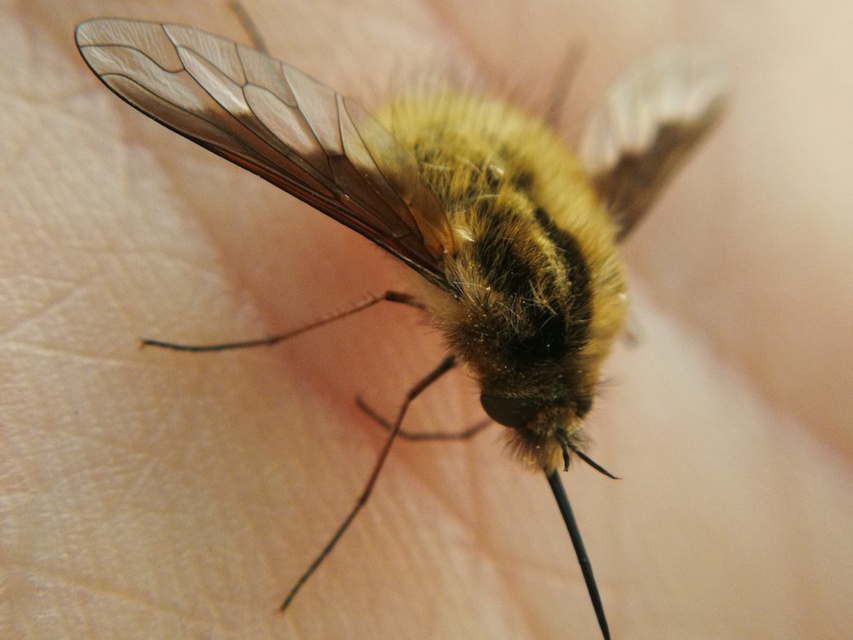 Bombylius major - szegélyes pöszörlégy