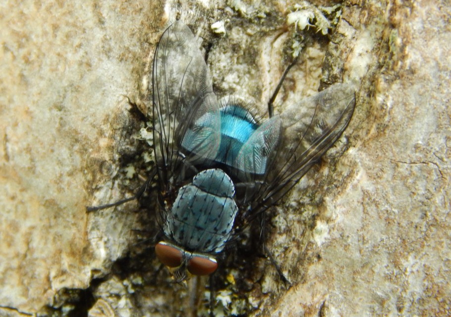 Calliphora