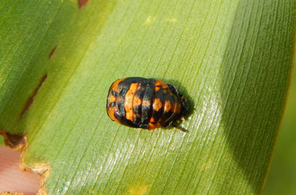 Coccinella septempunctata - hétpettyes katica