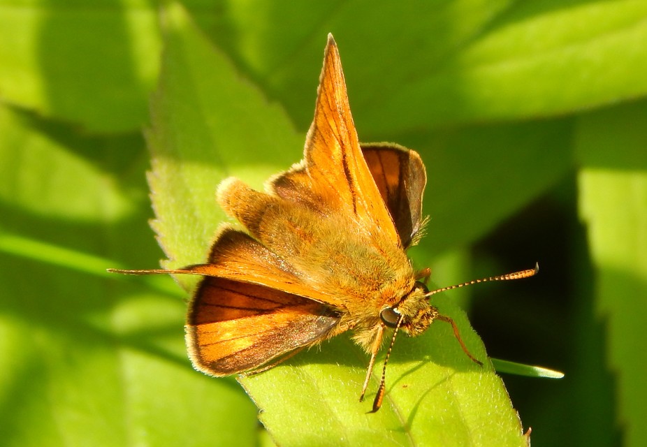 Ochlodes sylvanus - erdei busalepke
