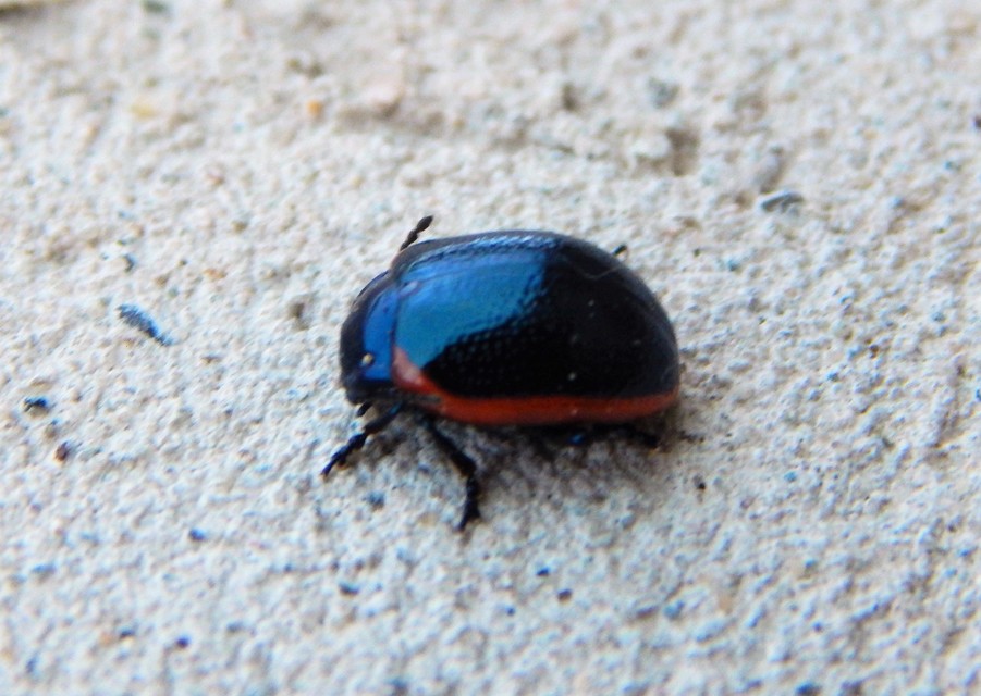 Chrysolina rossia - trapézhátú szegélyeslevelész