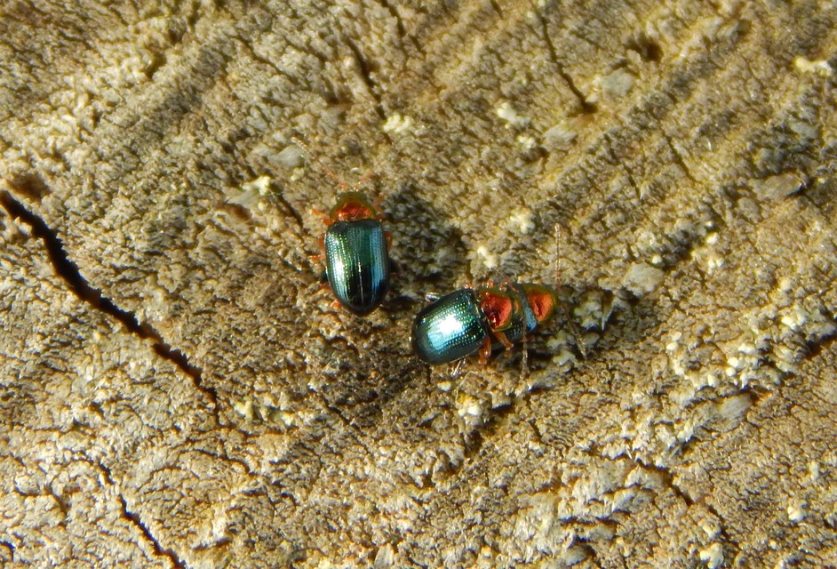 Crepidodera