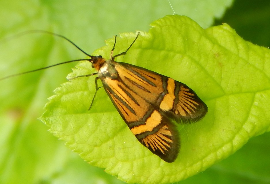 Nemophora degeerella - pompás tőrösmoly