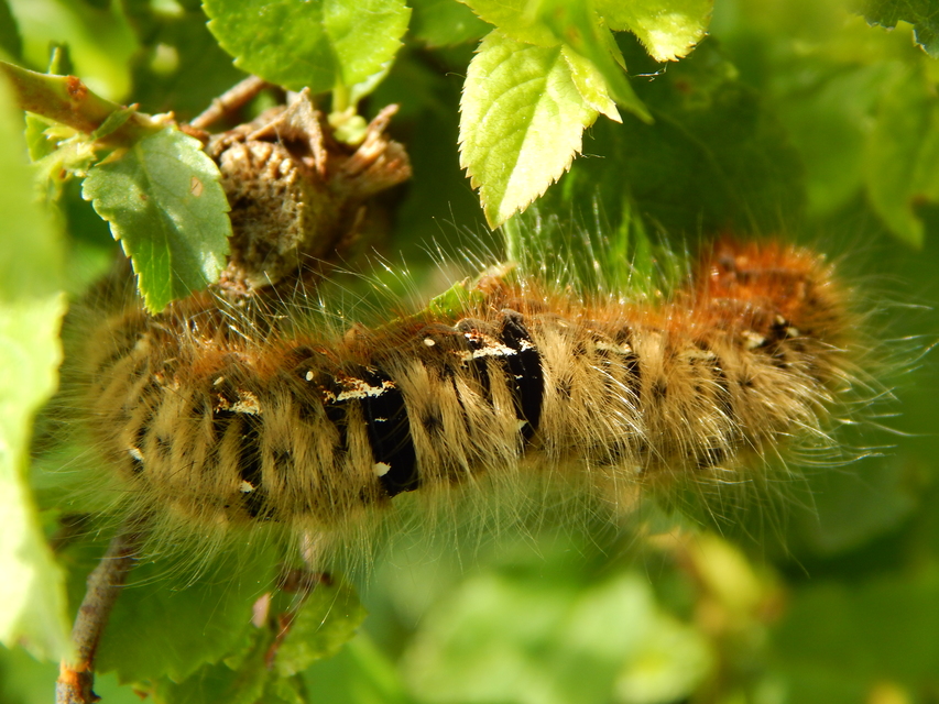 Lasiocampa quercus - tölgyfaszövő