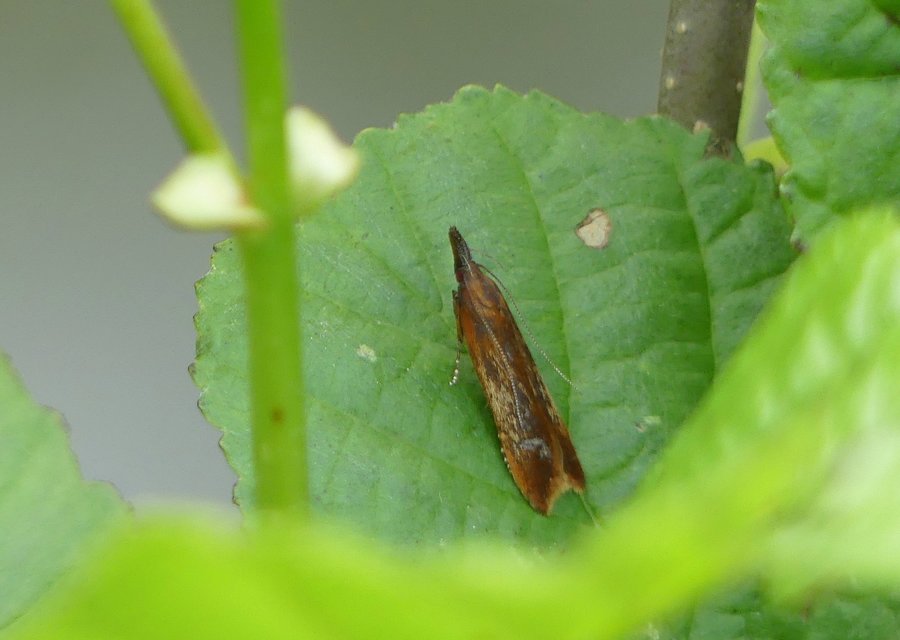Dichomeris ustalella - barnásvörös sarlósmoly