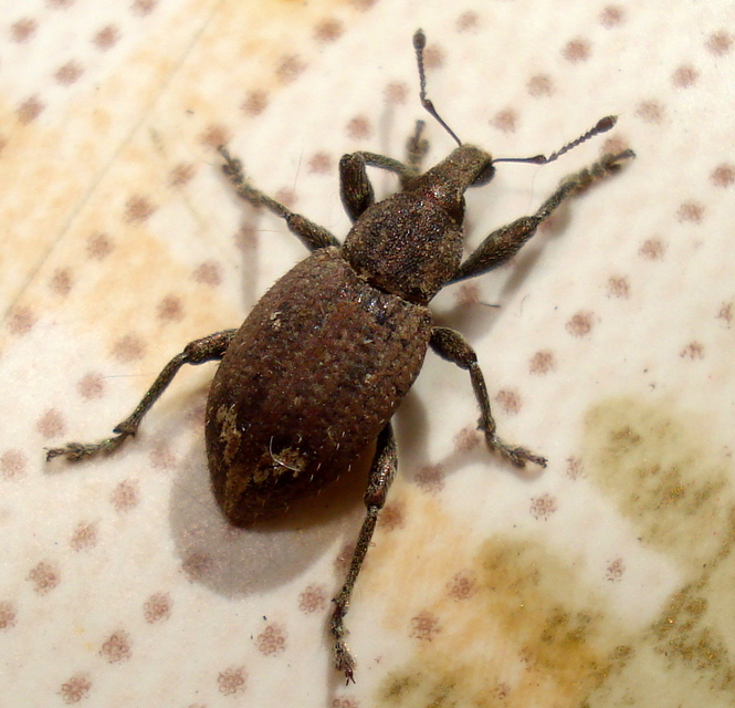 Graptus