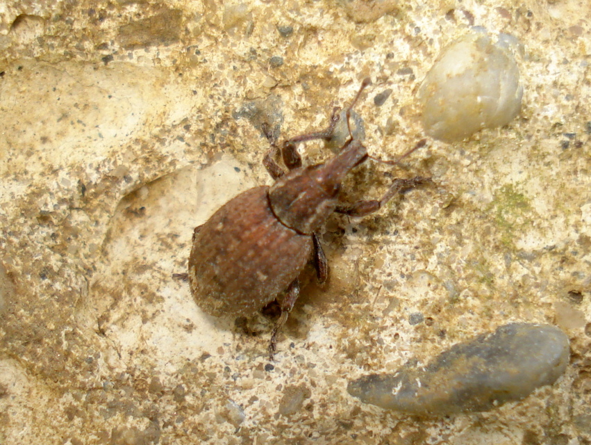 Graptus