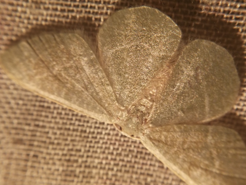 Phaiogramma etruscaria - fehérpettyes zöldaraszoló