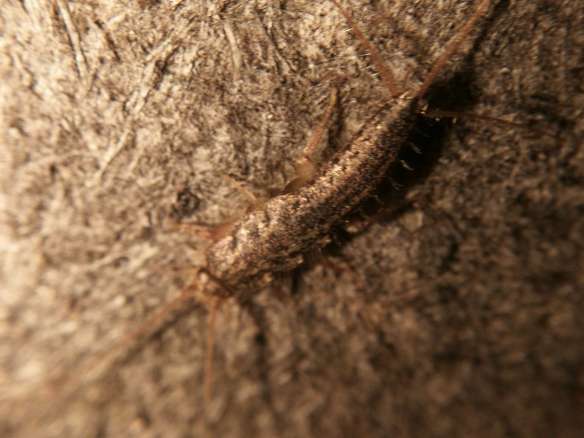 Zygentoma - Pikkelykék