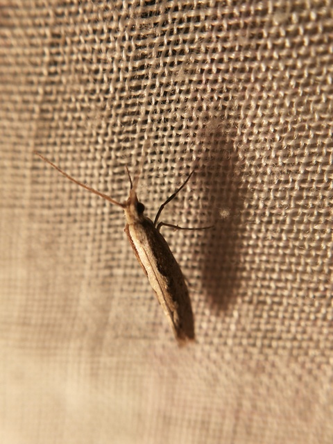 Plutella xylostella - káposztamoly