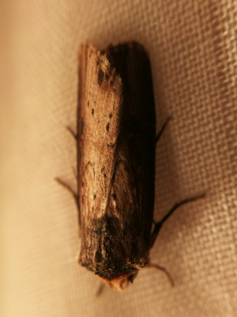 Axylia putris - vonalkás földibagoly