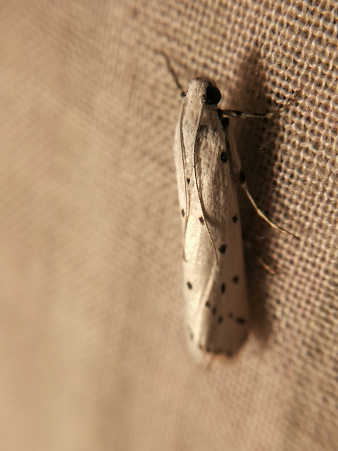 Myelois circumvoluta - pettyes karcsúmoly