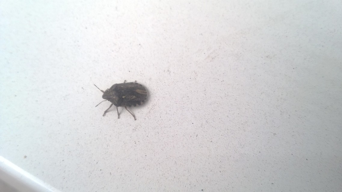 Eurygaster Eurygaster