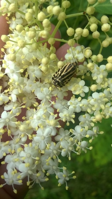 Emmelia trabealis - zebrabagoly