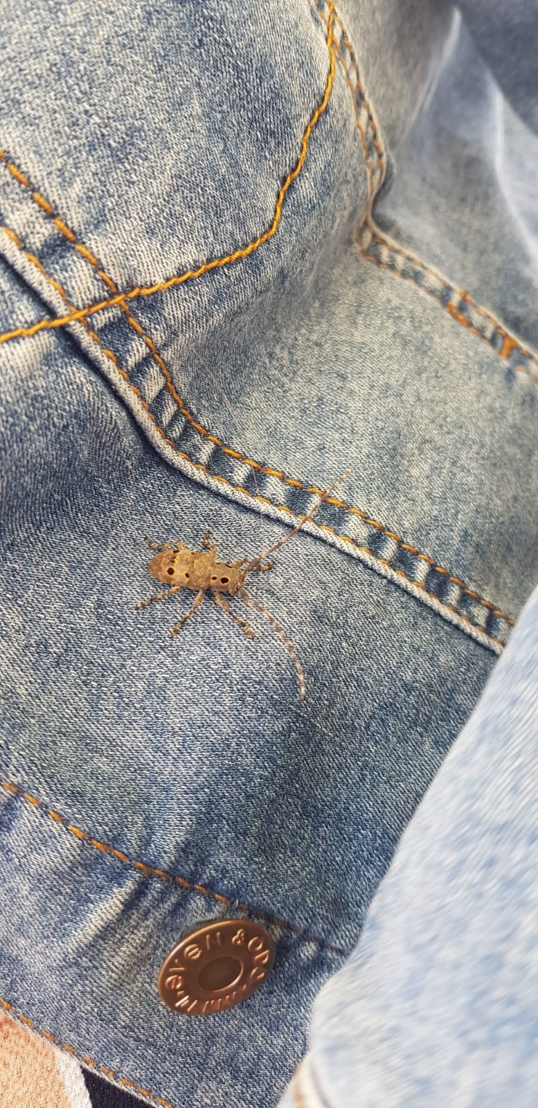 Mesosa curculionoides - szemfoltos cincér